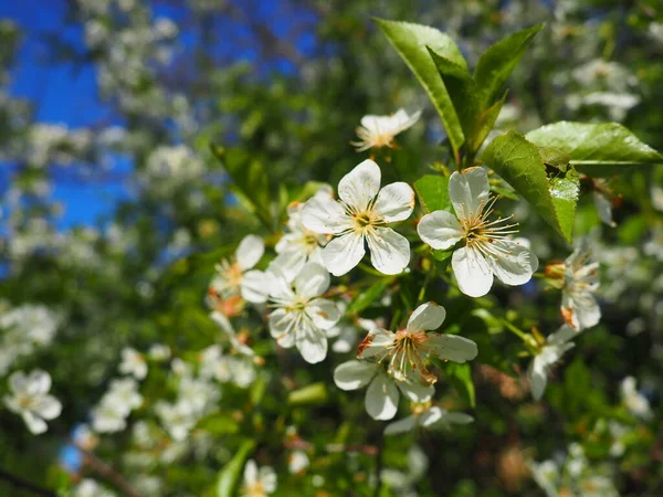 Arbre Fleurissant Avec Des Fleurs Blanches Cerise Pomme Prune Cerise — Photo