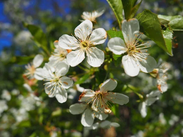 Drzewo Kwitnące Białymi Kwiatami Wiśnia Jabłko Śliwka Lub Słodka Wiśnia — Zdjęcie stockowe