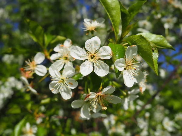 Arbre Fleurissant Avec Des Fleurs Blanches Cerise Pomme Prune Cerise — Photo