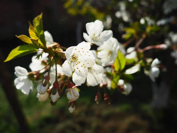 Arbre Fleurissant Avec Des Fleurs Blanches Cerise Pomme Prune Cerise — Photo