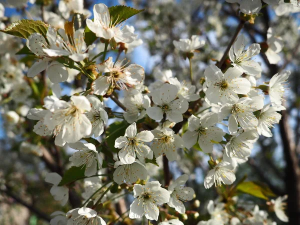 Beyaz çiçeklerle açan bir ağaç. Çiçek açan kiraz, elma, erik ya da tatlı kiraz. Narin beyaz yapraklar. Çok güzel bir bahar bahçesi.. — Stok fotoğraf