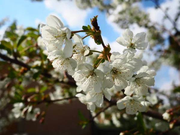 Beyaz çiçeklerle açan bir ağaç. Çiçek açan kiraz, elma, erik ya da tatlı kiraz. Narin beyaz yapraklar. Çok güzel bir bahar bahçesi.. — Stok fotoğraf