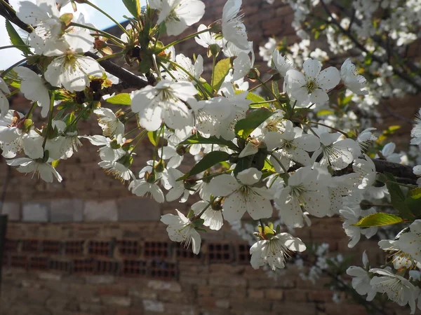 Uma árvore florescendo com flores brancas. Cereja, maçã, ameixa ou cereja doce em um estado de floração. Pétalas brancas delicadas. Um jardim de primavera florescendo muito bonito. — Fotografia de Stock