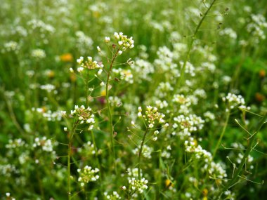 Shepherd 'ın çayırdaki çanta fabrikası. Capsella bursa-pastoris. Çayır ya da tarla. Ormanda çimenlik. Çiçek açan otlar. Çiçek açan yabani çayır ya da çayır. Baharda taze yeşil çimenler. Beyaz çiçekler