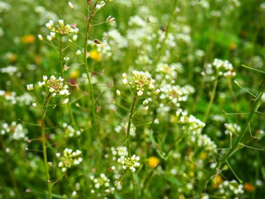 Shepherd 'ın çayırdaki çanta fabrikası. Capsella bursa-pastoris. Çayır ya da tarla. Ormanda çimenlik. Çiçek açan otlar. Çiçek açan yabani çayır ya da çayır. Baharda taze yeşil çimenler. Beyaz çiçekler
