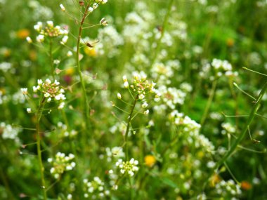 Shepherd 'ın çayırdaki çanta fabrikası. Capsella bursa-pastoris. Çayır ya da tarla. Ormanda çimenlik. Çiçek açan otlar. Çiçek açan yabani çayır ya da çayır. Baharda taze yeşil çimenler. Beyaz çiçekler