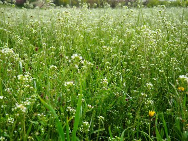 Shepherd 'ın çayırdaki çanta fabrikası. Capsella bursa-pastoris. Çayır ya da tarla. Ormanda çimenlik. Çiçek açan otlar. Çiçek açan yabani çayır ya da çayır. Baharda taze yeşil çimenler. Beyaz çiçekler