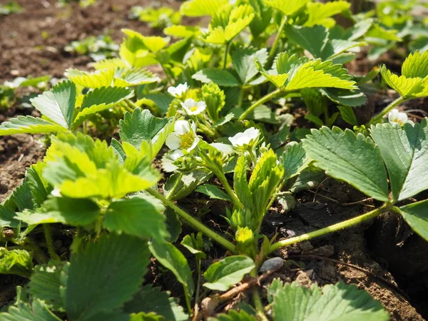 盛开的草莓园 开放的草莓植物 白花绿叶 — 图库照片