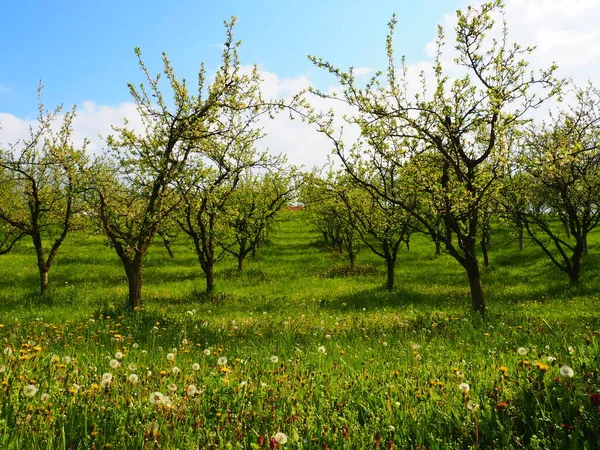 Fantastische Siertuin Met Weelderige Bloeiende Bomen Een Idyllische Zonnige Dag — Stockfoto