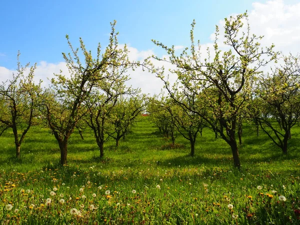 Fantástico Jardim Ornamental Com Árvores Exuberantes Florescendo Dia Ensolarado Idílico — Fotografia de Stock