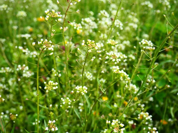 Shepherd 'ın çayırdaki çanta fabrikası. Capsella bursa-pastoris. Çayır ya da tarla. Ormanda çimenlik. Çiçek açan otlar. Çiçek açan yabani çayır ya da çayır. Baharda taze yeşil çimenler. Beyaz çiçekler
