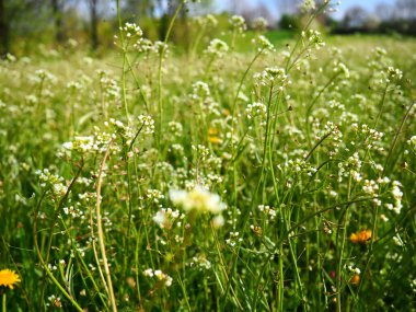 Shepherd 'ın çayırdaki çanta fabrikası. Capsella bursa-pastoris. Çayır ya da tarla. Ormanda çimenlik. Çiçek açan otlar. Çiçek açan yabani çayır ya da çayır. Baharda taze yeşil çimenler. Beyaz çiçekler