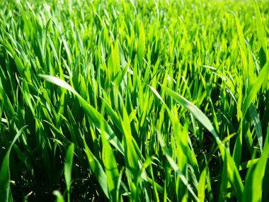 Çayırdaki ya da tarladaki güzel yemyeşil çimenler. Kış buğdayları tarım arazilerinde yetişiyor. Güneşli bir hava. Tarla, açıklık ya da yabani bitki örtülü çayır. Doğal arkaplan.