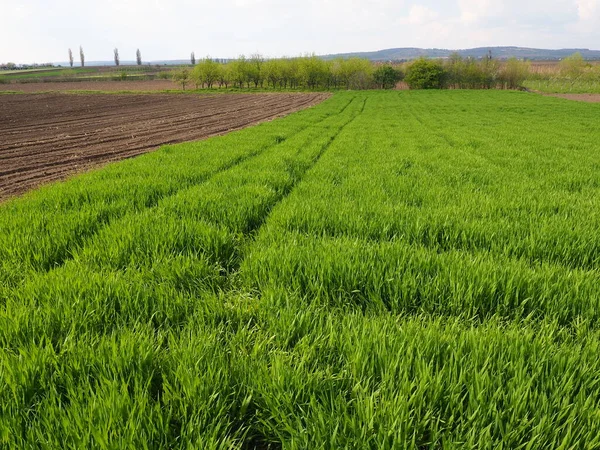 Beautiful green wheat field in countryside. Green wheat field. Green sprouts of wheat in the field. Green grass.