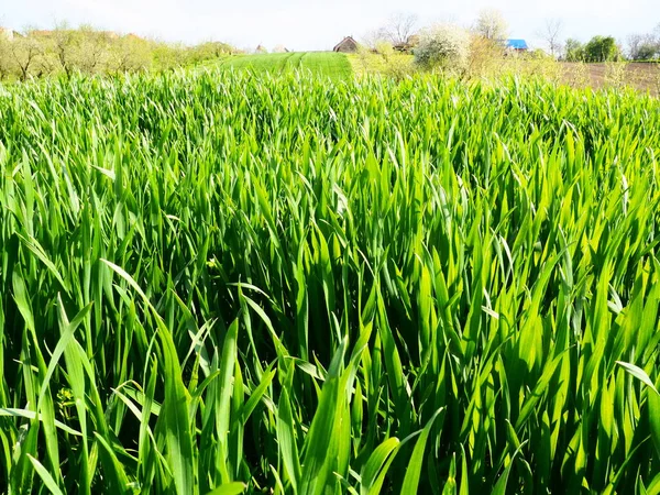 Çayırdaki ya da tarladaki güzel yemyeşil çimenler. Kış buğdayları tarım arazilerinde yetişiyor. Güneşli bir hava. Tarla, açıklık ya da yabani bitki örtülü çayır. Doğal arkaplan.