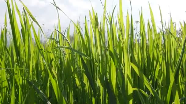 Belle Herbe Verte Luxuriante Dans Prairie Champ Blé Hiver Poussé — Video