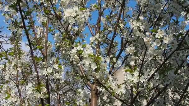 Uma Árvore Florescendo Com Flores Brancas Cereja Maçã Ameixa Cereja — Vídeo de Stock