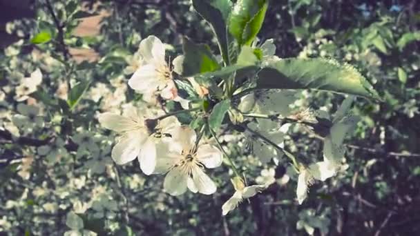 白い花が咲く木 開花期にはチェリー リンゴ プラムまたは甘いチェリー 繊細な白い花弁 春の庭を開花 風に揺れる 蜂やバンブルビーが蜜を集める — ストック動画