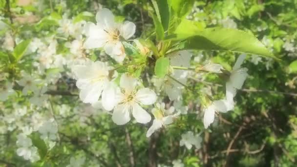 Tree Blooming White Flowers Cherry Apple Plum Sweet Cherry Flowering — Stock Video