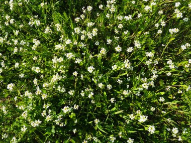 Shepherd 'ın çayırdaki çanta fabrikası. Capsella bursa-pastoris. Çayır ya da tarla. Ormanda çimenlik. Çiçek açan otlar. Çiçek açan yabani çayır ya da çayır. Baharda taze yeşil çimenler. Beyaz çiçekler.