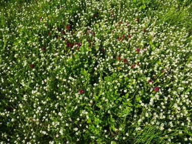 Shepherd 'ın çayırdaki çanta fabrikası. Capsella bursa-pastoris. Çayır ya da tarla. Ormanda çimenlik. Çiçek açan otlar. Çiçek açan yabani çayır ya da çayır. Baharda taze yeşil çimenler. Beyaz çiçekler.