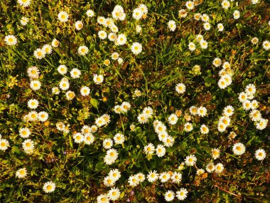 Beyaz papatya çiçekleri. Altın saatinde yukarıdan çekilmiş papatya çimenliği.