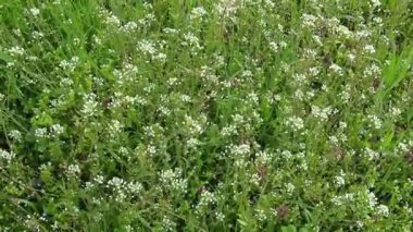 Shepherd 'ın çayırdaki çanta fabrikası. Capsella bursa-pastoris. Çayır ya da tarla. Ormanda çimenlik. Çiçek açan otlar. Güçlü bir rüzgarda kanat çırpıyor ve sallanıyor. Beyaz çiçekler.