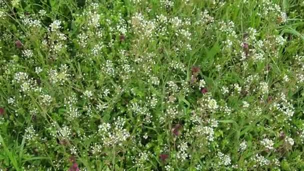 Pastýřova peněženka na louce. Capsella bursa-pastoris. Louka nebo pole. Trávník v lese. Kvetoucí tráva. Mávání ve větru. — Stock video