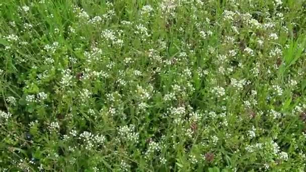 La plante du sac de berger dans la prairie. Capsella bursa-pastoris. Pré ou champ. Pelouse dans la forêt. Herbes de champ en fleurs. battement et balancement dans un vent fort. Fleurs blanches. — Video