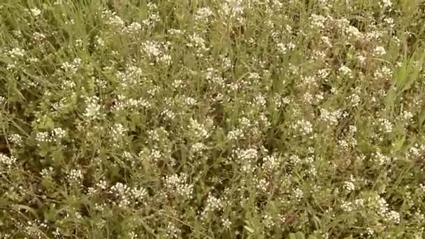 La plante du sac de berger dans la prairie. Capsella bursa-pastoris. Pré ou champ. Pelouse dans la forêt. Herbes de champ en fleurs. battement et balancement dans un vent fort. Fleurs blanches — Video