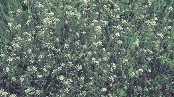 Shepherd 's portemonnee plant in het weiland. Capsella bursa-pastoris. Grasveld of veld. Gazon in het bos. Bloeiend veldgras. Flapperen en zwaaien in een harde wind. Witte bloemen. Retro of wijnoogst — Stockvideo