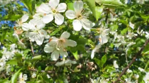 Un árbol floreciendo con flores blancas. Cereza, manzana, ciruela o cereza dulce en estado de floración. Delicados pétalos blancos. Un jardín de primavera floreciente muy hermoso. Flor revoloteando y balanceándose en el viento — Vídeos de Stock