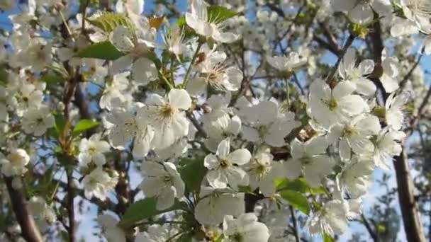 Ett träd som blommar med vita blommor. Körsbär, äpple, plommon eller körsbär i blomning. Delikata vita kronblad. En mycket vacker blommande vårträdgård. Fladdrande och svajande blommor i vinden — Stockvideo