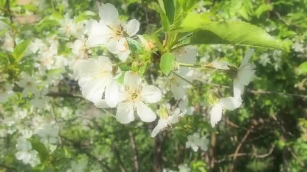 Дерево, цветущее белыми цветами. Вишня, яблоко, слива или сладкая вишня в цветущем состоянии. Нежные белые лепестки. Очень красивый цветущий весенний сад. Цветы развеваются на ветру — стоковое видео