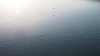 Kuş suyun yüzeyinde uçar. Nehir hayvanları. Sava Nehri, Sremska Mitrovica, Sırbistan, Avrupa, Balkan Yarımadası. Kanatlarını çırp. Güneşli yol, rüzgardan gelen suda serinlemek. Yaz akşamı.