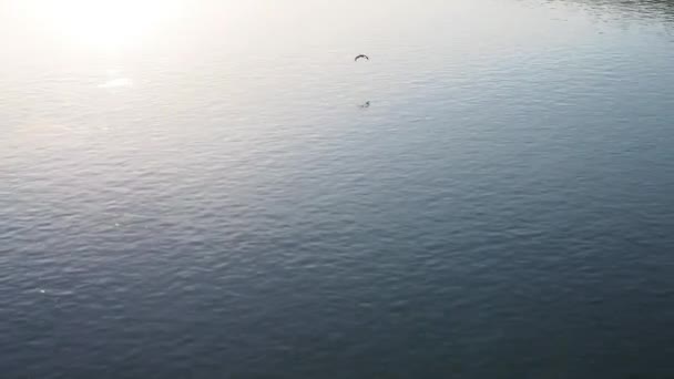 El pájaro vuela sobre la superficie del agua. Fauna fluvial. Río Sava, Sremska Mitrovica, Serbia, Europa, Península Balcánica. Aleteo de alas. Sendero soleado, relájese en el agua del viento. Noche de verano — Vídeo de stock