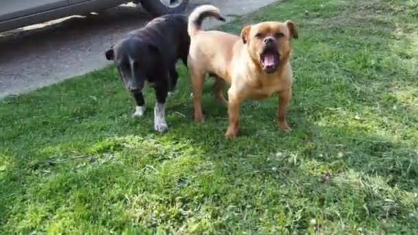 Un perro de pelo rojo con una mordedura irregular bosteza con la boca abierta. Un animal con problemas dentales. El terrier negro se estira, arqueando en el césped. Dos perros en la hierba — Vídeos de Stock