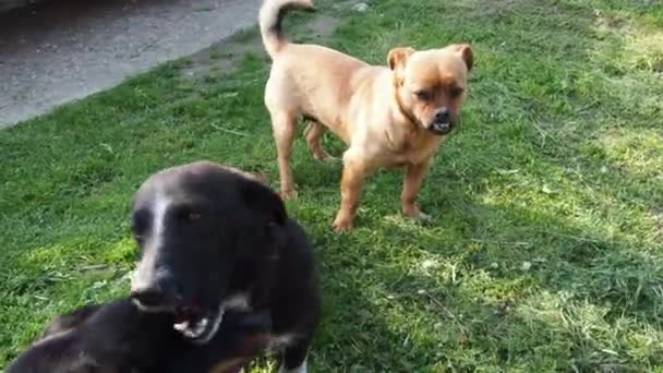 Un perro pelirrojo con una mordida irregular está jugando con dos perros negros. Un animal con problemas dentales. Los terriers negros empujan al perro sollozando. Tres perros en la hierba. Amistad y jugar con mascotas — Vídeo de stock