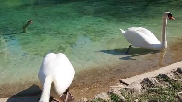 Dvě bílé labutě na břehu nádrže. Ptáci u vody si čistí peří. Stanisici, Bijelina, Bosna a Hercegovina, zoologická zahrada v etnické vesnici. Fauna of Europe. — Stock video