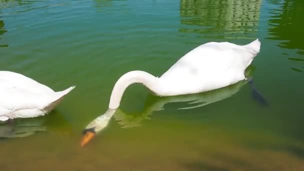 Dwa białe łabędzie na brzegu zbiornika. Ptaki nad wodą czyszczą pióra. Stanisici, Bijelina, Bośnia i Hercegowina, zoo we wsi etno. Fauna Europy. — Wideo stockowe