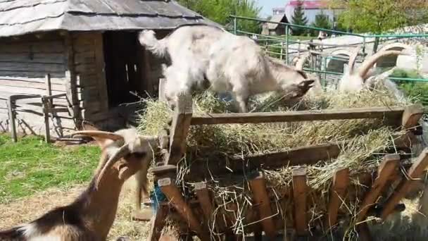 Las cabras comen heno. Mascotas con buen apetito. Ganadería y agricultura. Producción lechera. Comida de cabra. Las cabras adultas y los niños comen hierba seca cerca del granero — Vídeos de Stock