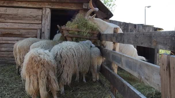 A cabra e os carneiros comem feno. Animais de estimação com bom apetite. Pecuária e agricultura. Produção de produtos lácteos e lã. Cabra em suas patas traseiras e cordeiros comendo grama seca perto da cerca — Vídeo de Stock