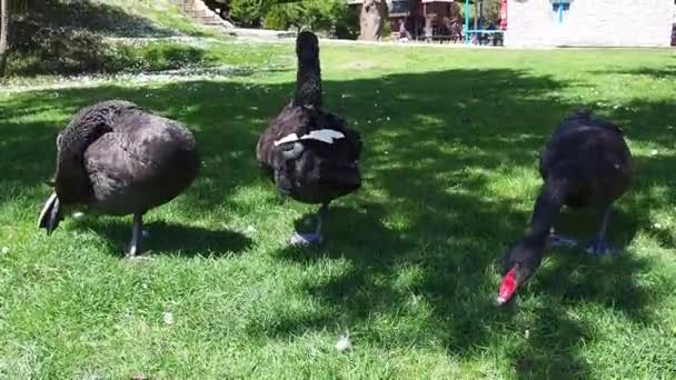 Černé labutě na trávníku. Tři ptáci okusují trávu na trávníku. Stanisici, Bijelina, Bosna a Hercegovina. Krásné labutě chodí a jedí. — Stock video