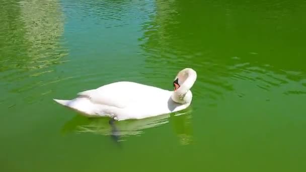 Um cisne branco flutua em água verde. Galinha aquática na superfície da água. Stanisici, Bijelina, Bósnia e Herzegovina. Fauna da Europa e dos Balcãs — Vídeo de Stock
