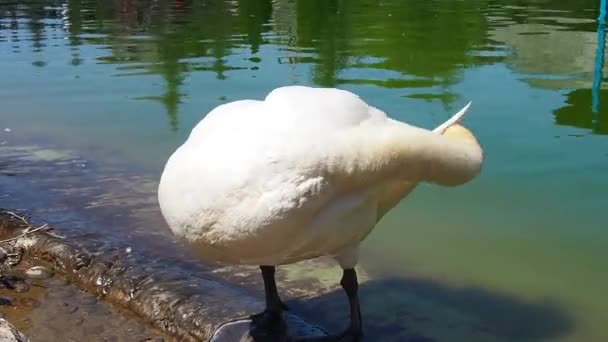 Cisne blanco en la orilla del embalse. Un pájaro junto al agua está limpiando sus plumas. Stanisici, Bijelina, Bosnia y Herzegovina, un zoológico en un pueblo étnico. Fauna de Europa — Vídeos de Stock