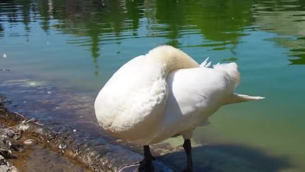 Cisne blanco en la orilla del embalse. Un pájaro junto al agua está limpiando sus plumas. Stanisici, Bijelina, Bosnia y Herzegovina, un zoológico en un pueblo étnico. Fauna de Europa — Vídeos de Stock