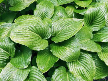 Hosta, kuşkonmaz familyasının daimi bitki cinsi. Bahçecilik ve peyzaj tasarımı. Gölgeye dayanıklı süs bitkileri. Su damlalı yeşil yapraklar.