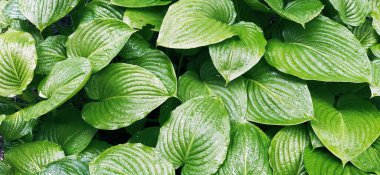 Hosta, kuşkonmaz familyasının daimi bitki cinsi. Bahçecilik ve peyzaj tasarımı. Gölgeye dayanıklı süs bitkileri. Su damlalı yeşil yapraklar.