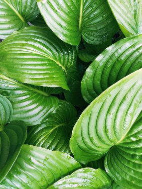 Hosta, kuşkonmaz familyasının daimi bitki cinsi. Bahçecilik ve peyzaj tasarımı. Gölgeye dayanıklı süs bitkileri. Su damlalı yeşil yapraklar.