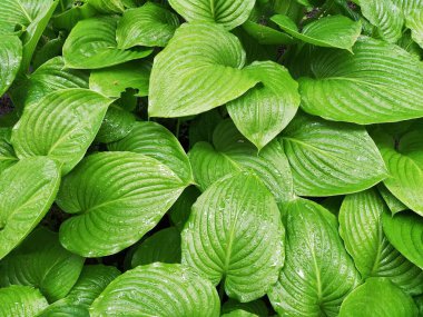 Hosta, kuşkonmaz familyasının daimi bitki cinsi. Bahçecilik ve peyzaj tasarımı. Gölgeye dayanıklı süs bitkileri. Su damlalı yeşil yapraklar.